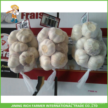 Fresh Garlic In Cold Store From China